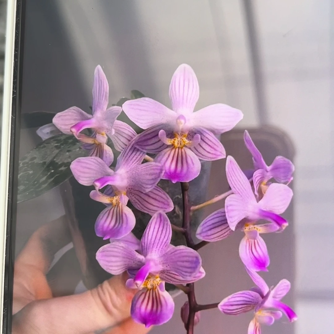 无花朵2.5寸林登分生苗