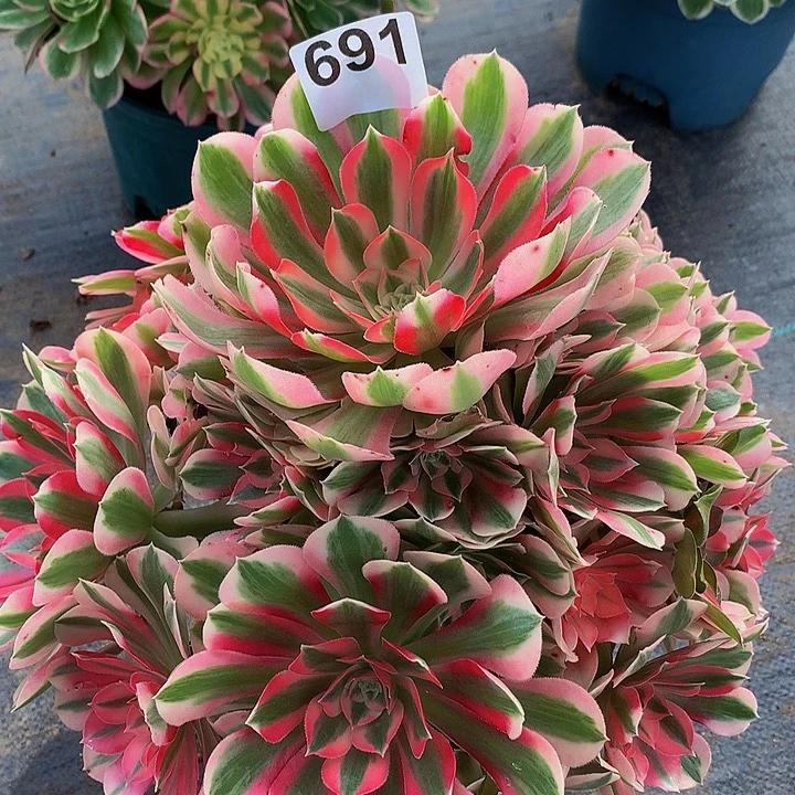 *****法师女巫691000000