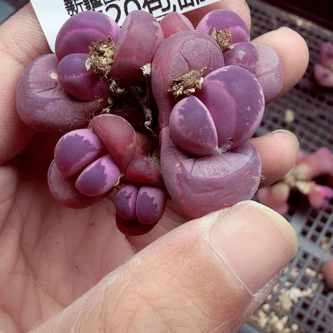 是****。哈哈哈你真的会有这种感受132