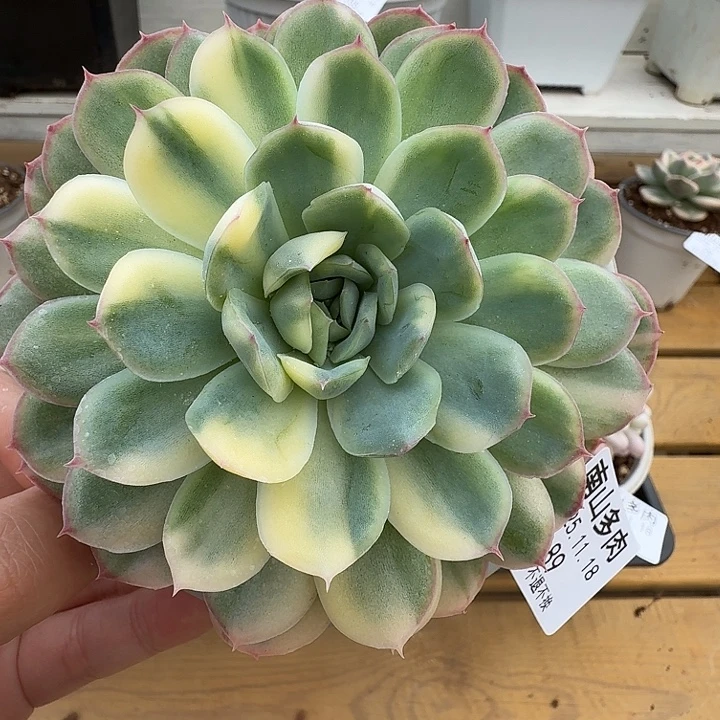 草莓冰锦1111118-89