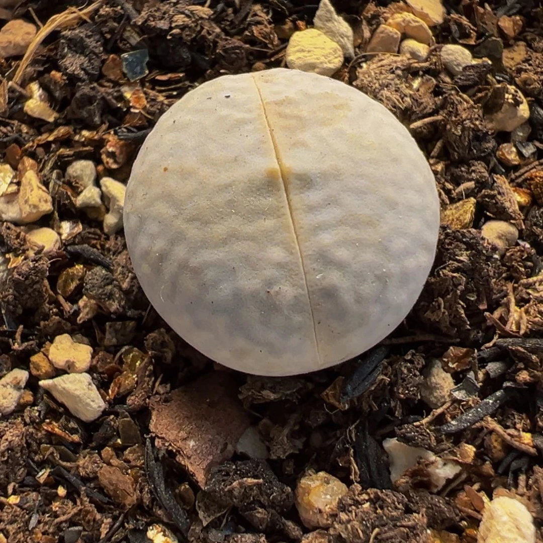 852多肉植物种类多样