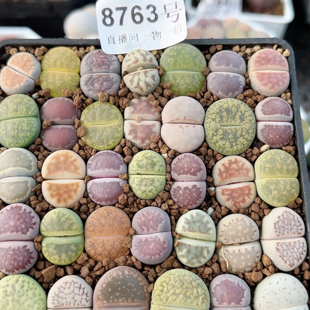 8763 好养易活生石花大母本10cm盆35个1.5-2cm