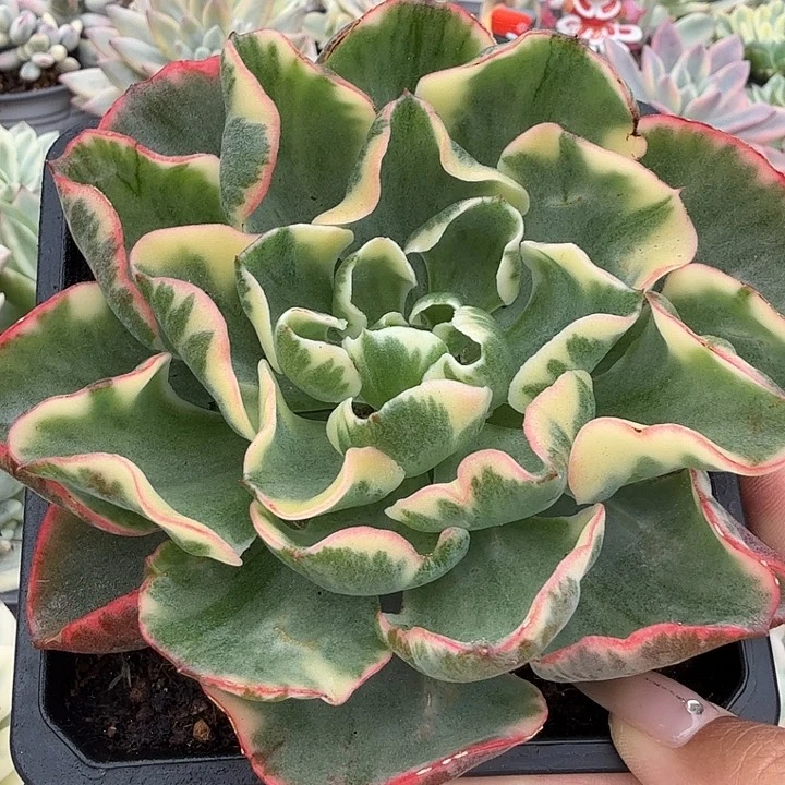大叶雨滴锦腹轮锦白锦
