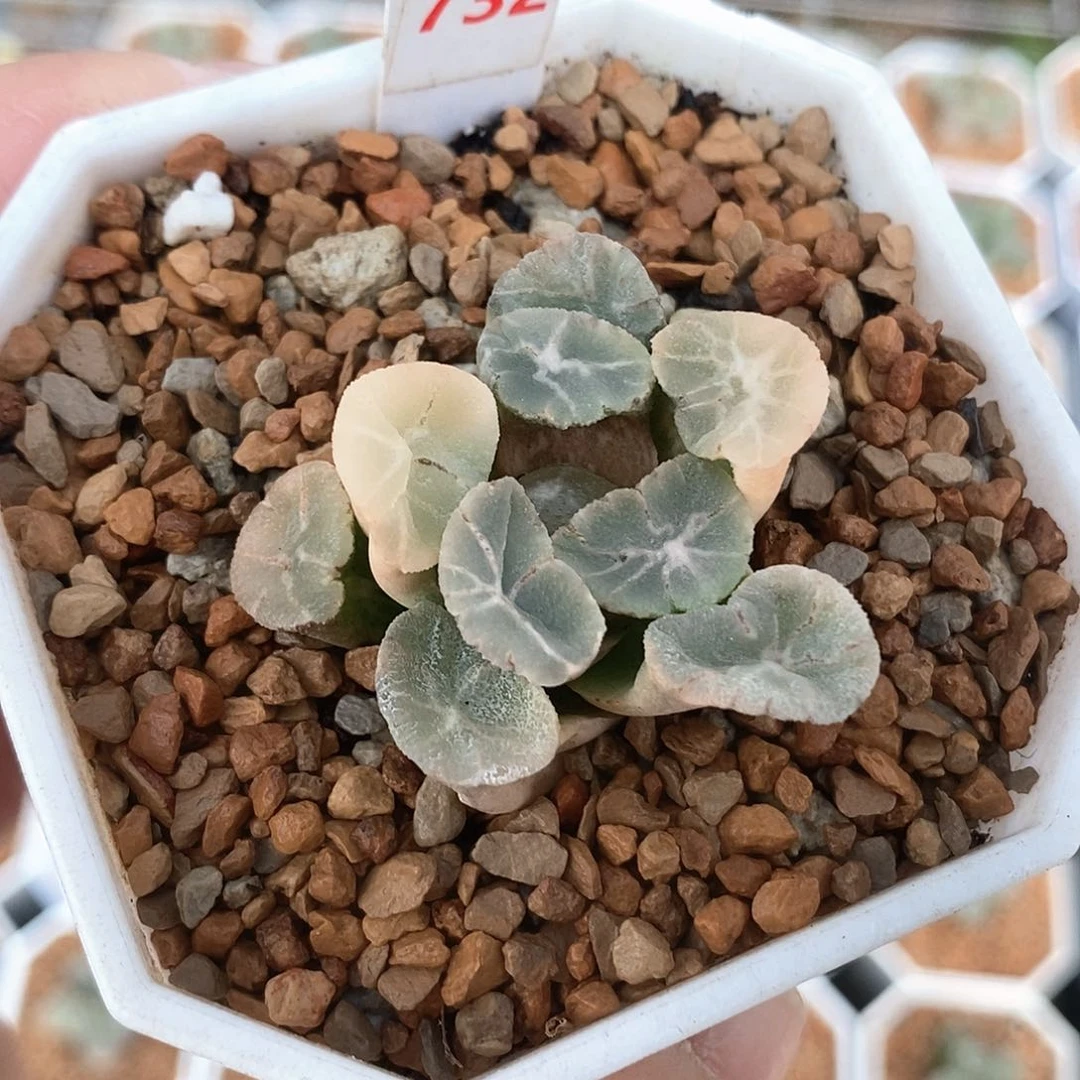 红陶732号万象锦一物一拍