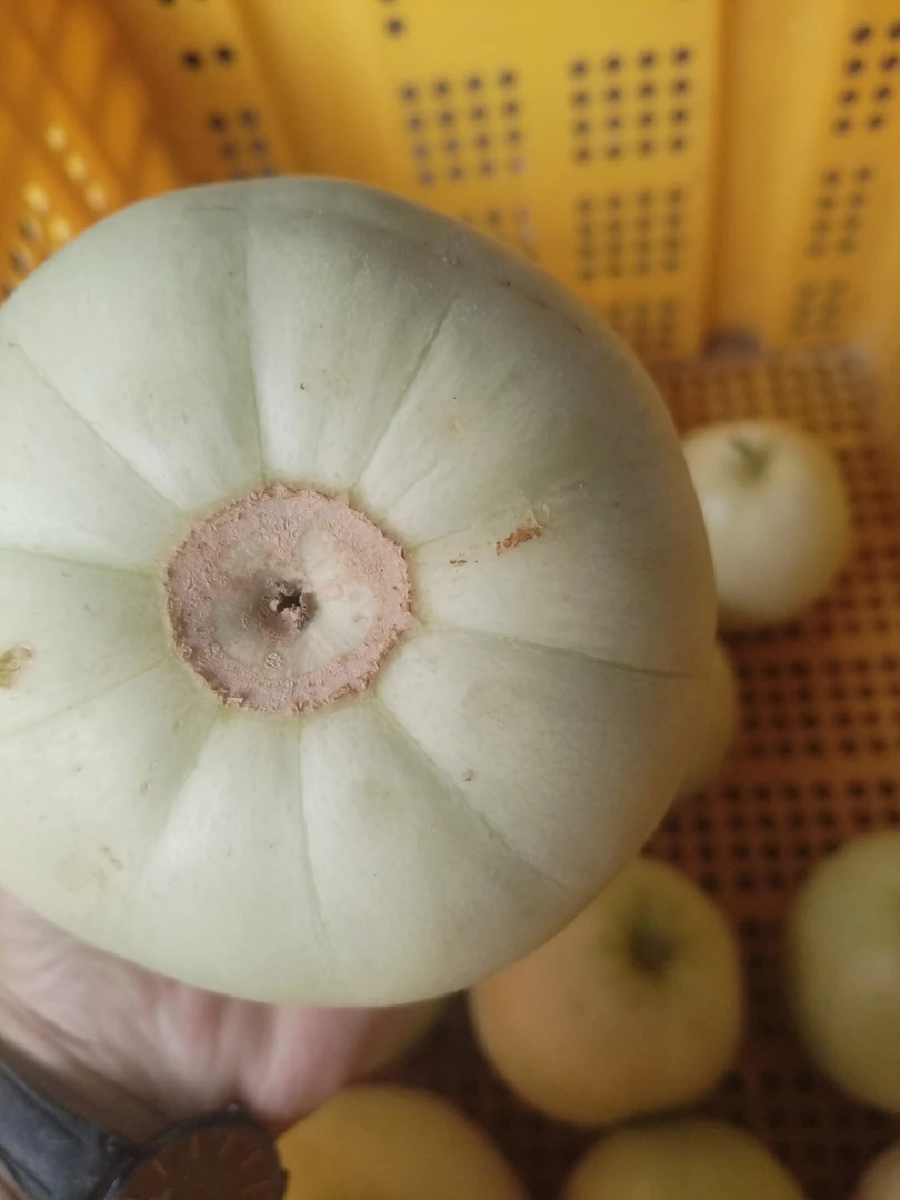 江西应季老品种梨瓜甜瓜5斤