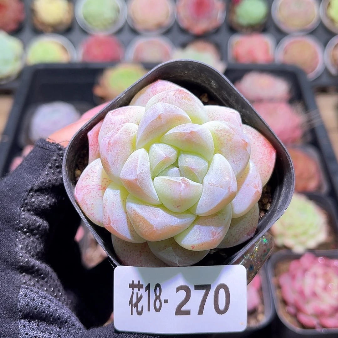 花利美18-270冰玉单头