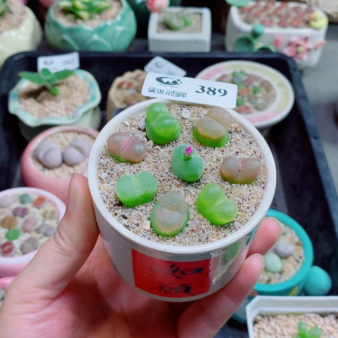 如***动生石花花花花花花389