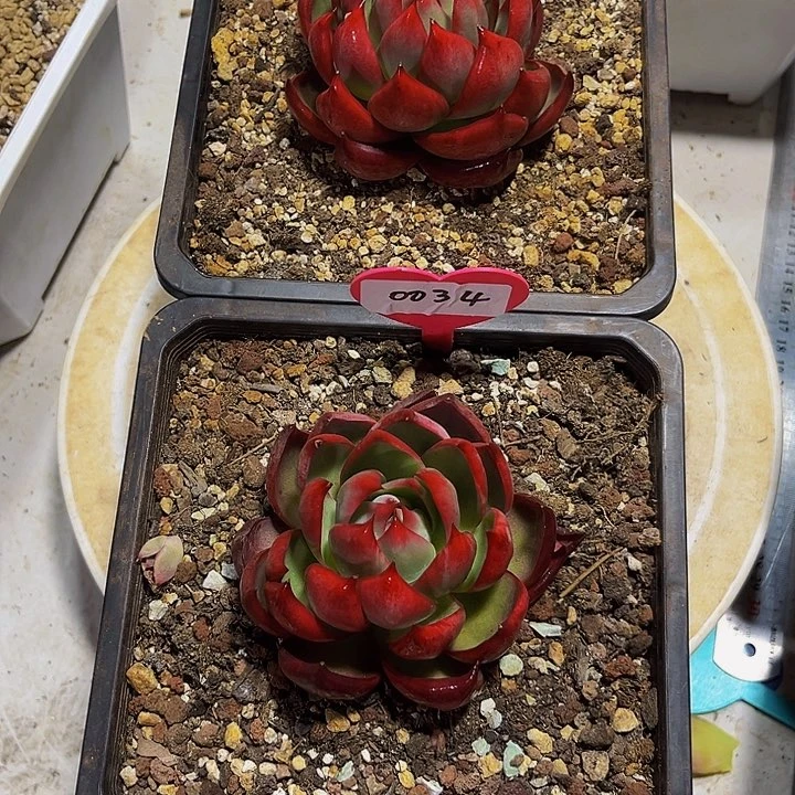 妙**1惊鸿仙子多肉植物34.13