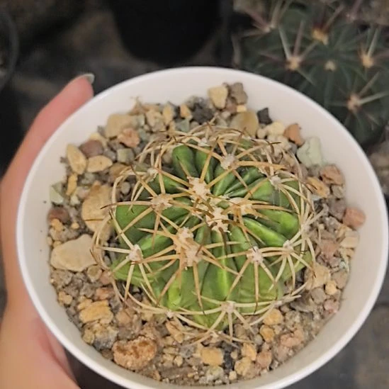 实生不知名刺球直径5.5带盆土