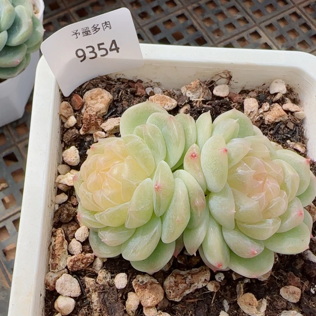 泼天富贵，9354多肉植物