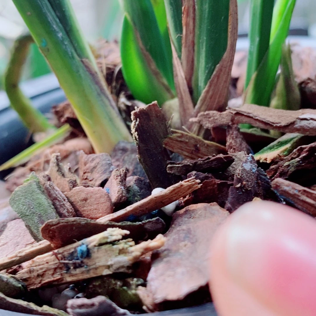 大部分花苞少量开放