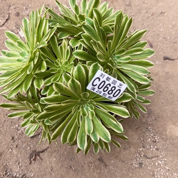 碧浪多肉植物法师0680