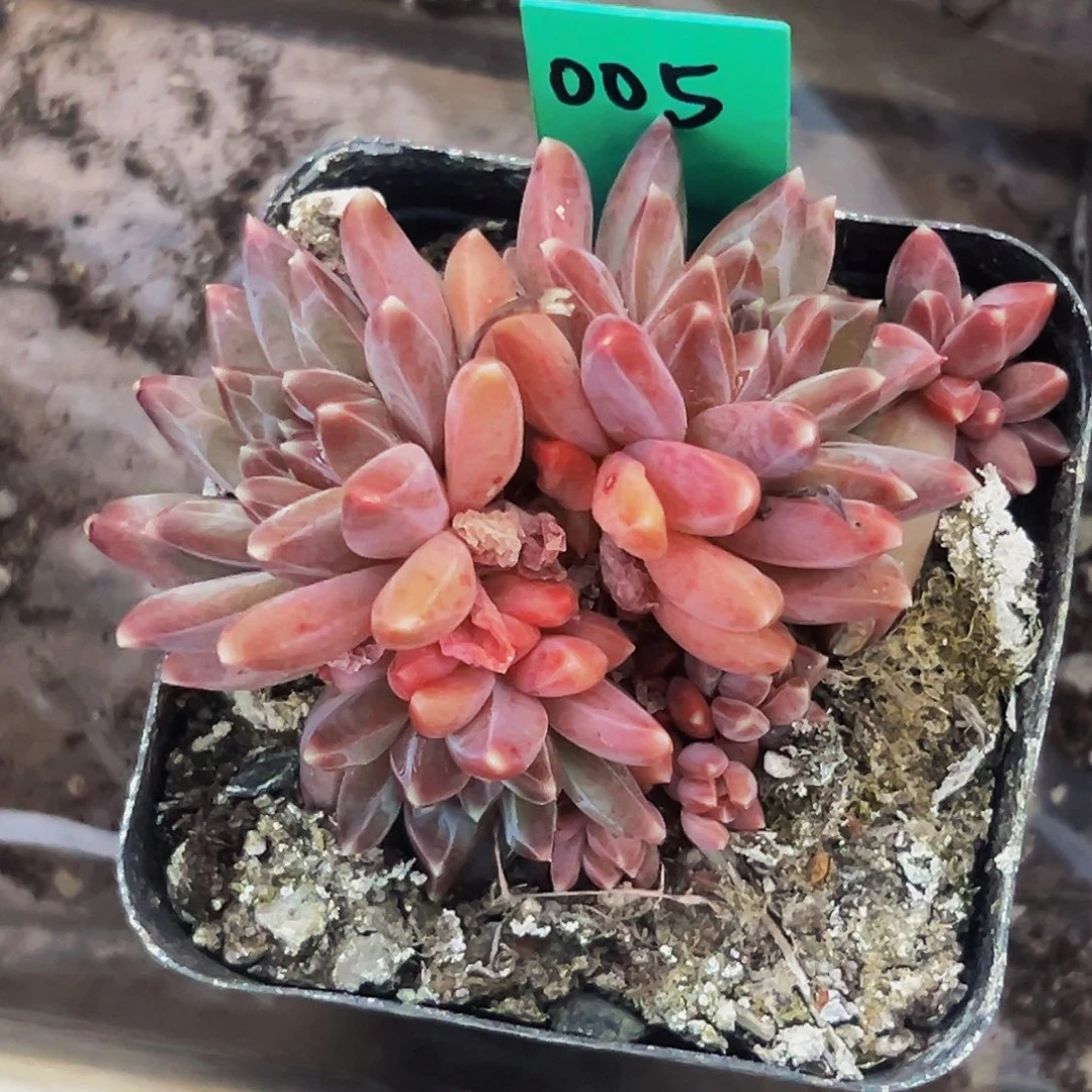 桔云多肉美人精品系列