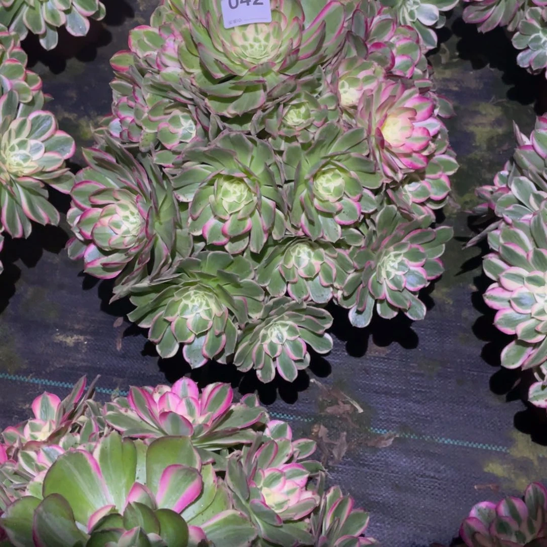 ₊****孔雀翎老桩法师植物