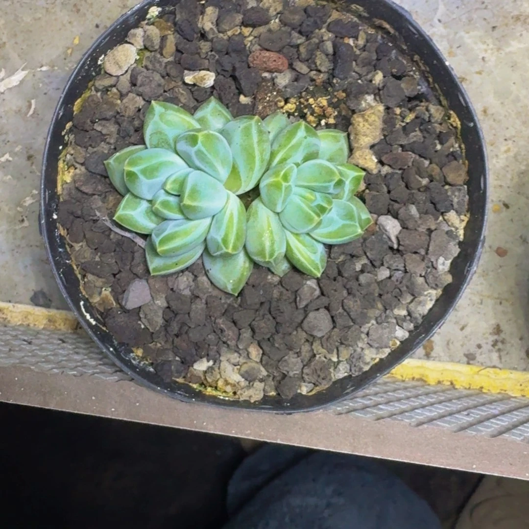 青花瓷 双头 一物一拍