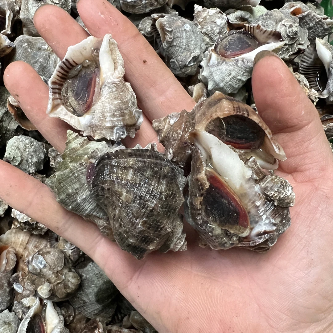 称重发货鲜活小海螺 4斤 (一斤12-15只)包鲜包活