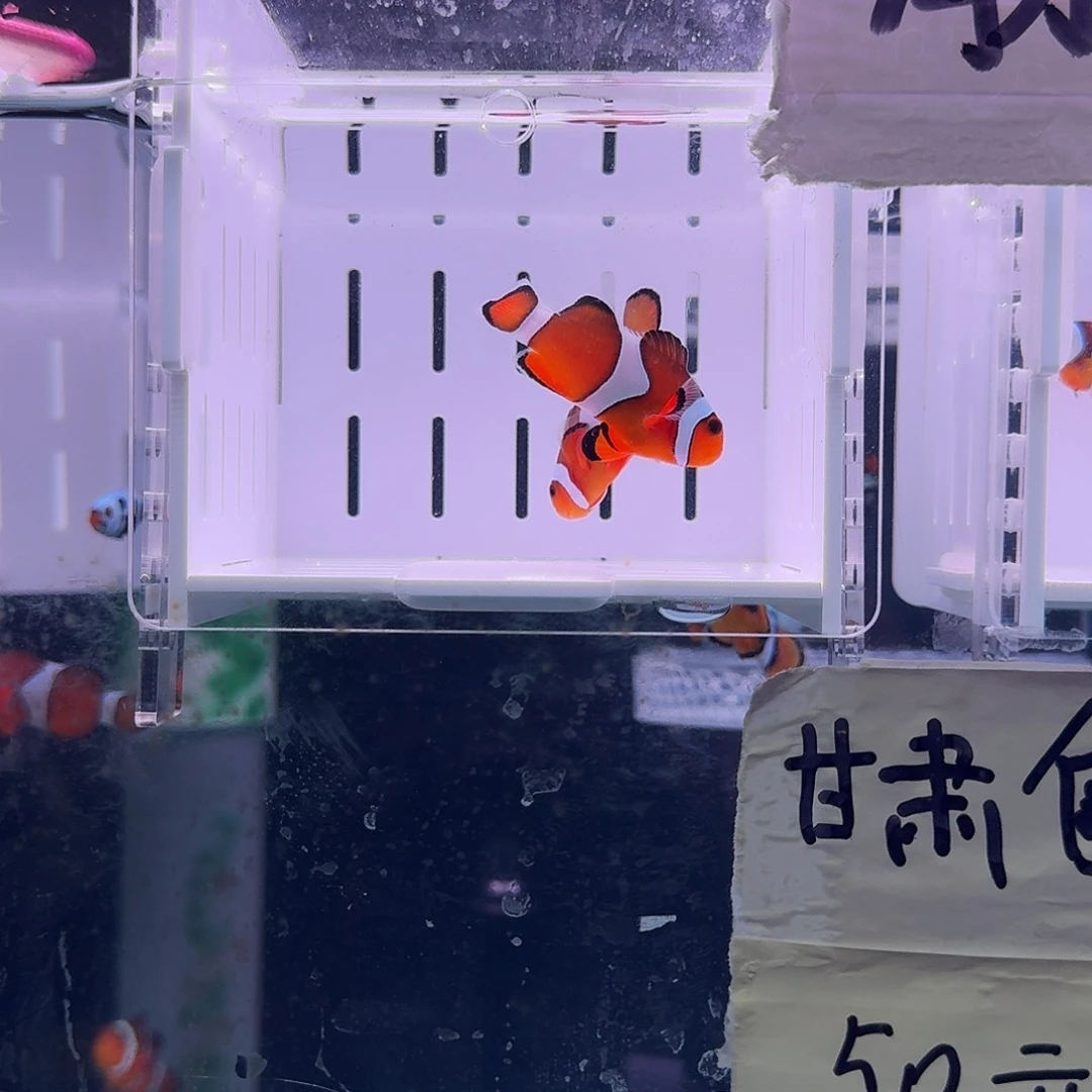 海水鱼4+精品黑边公子一对