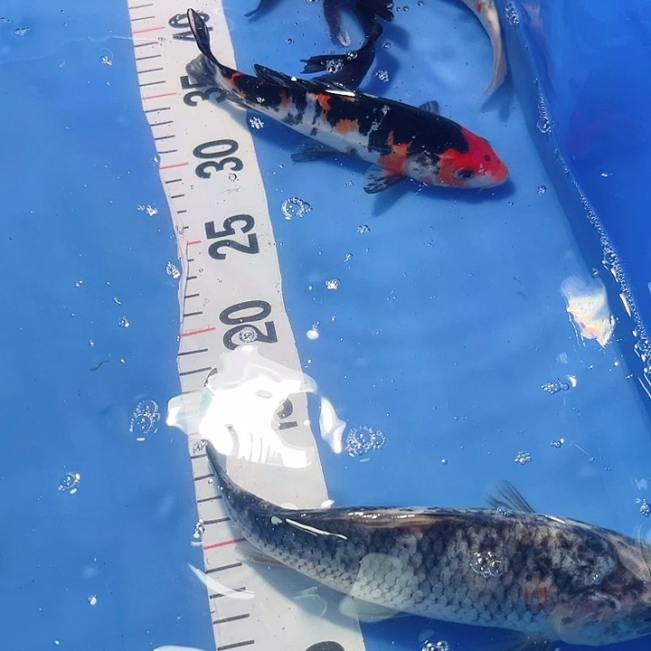 锦鲤锦鲤锦鲤冷水鱼