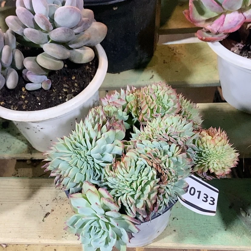 【闪购商品】路西缀30133