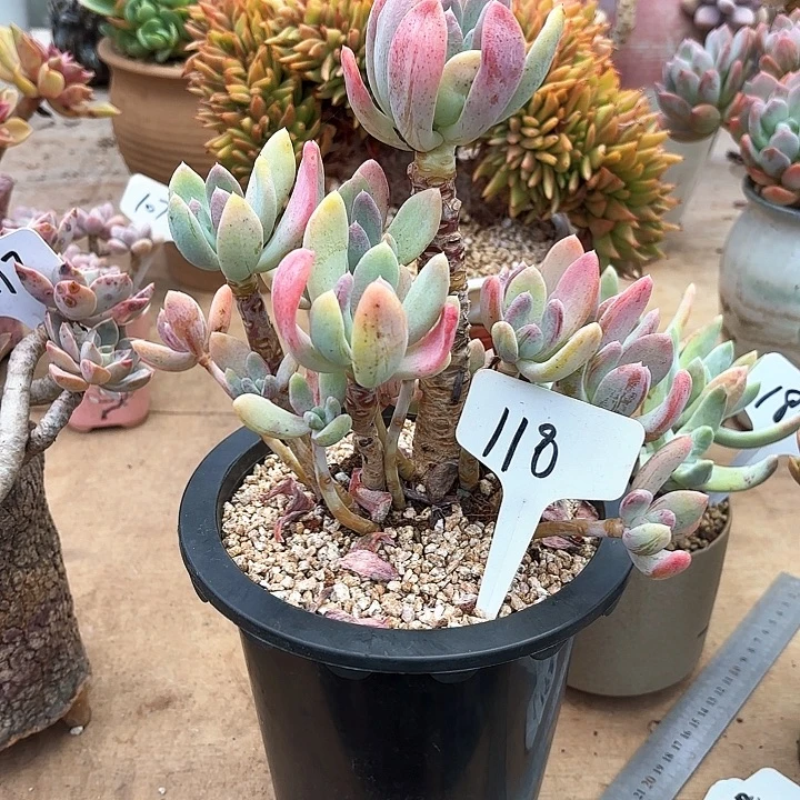 多肉植物，灰姑娘118号