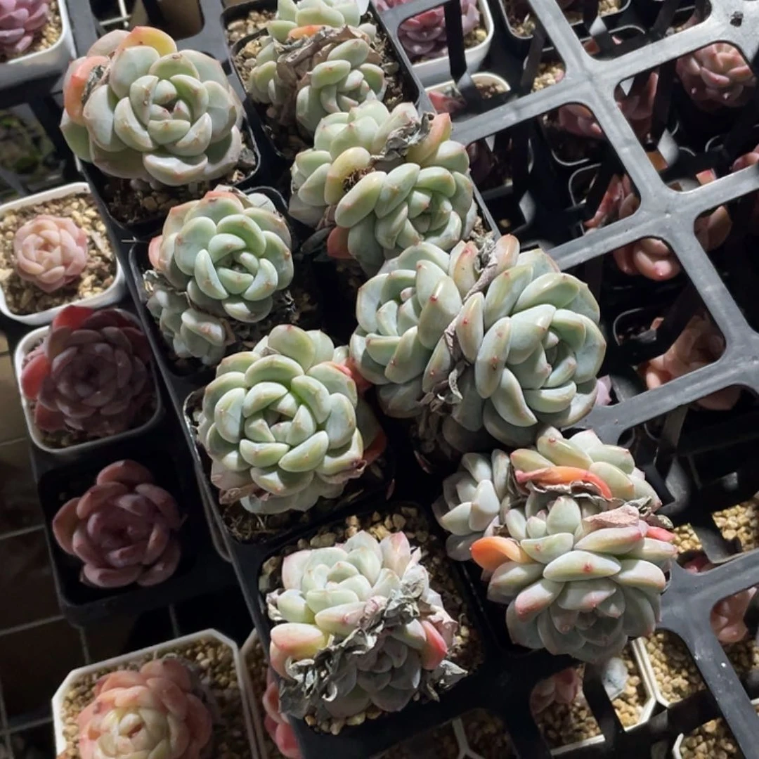 木*刚逸一物一拍118