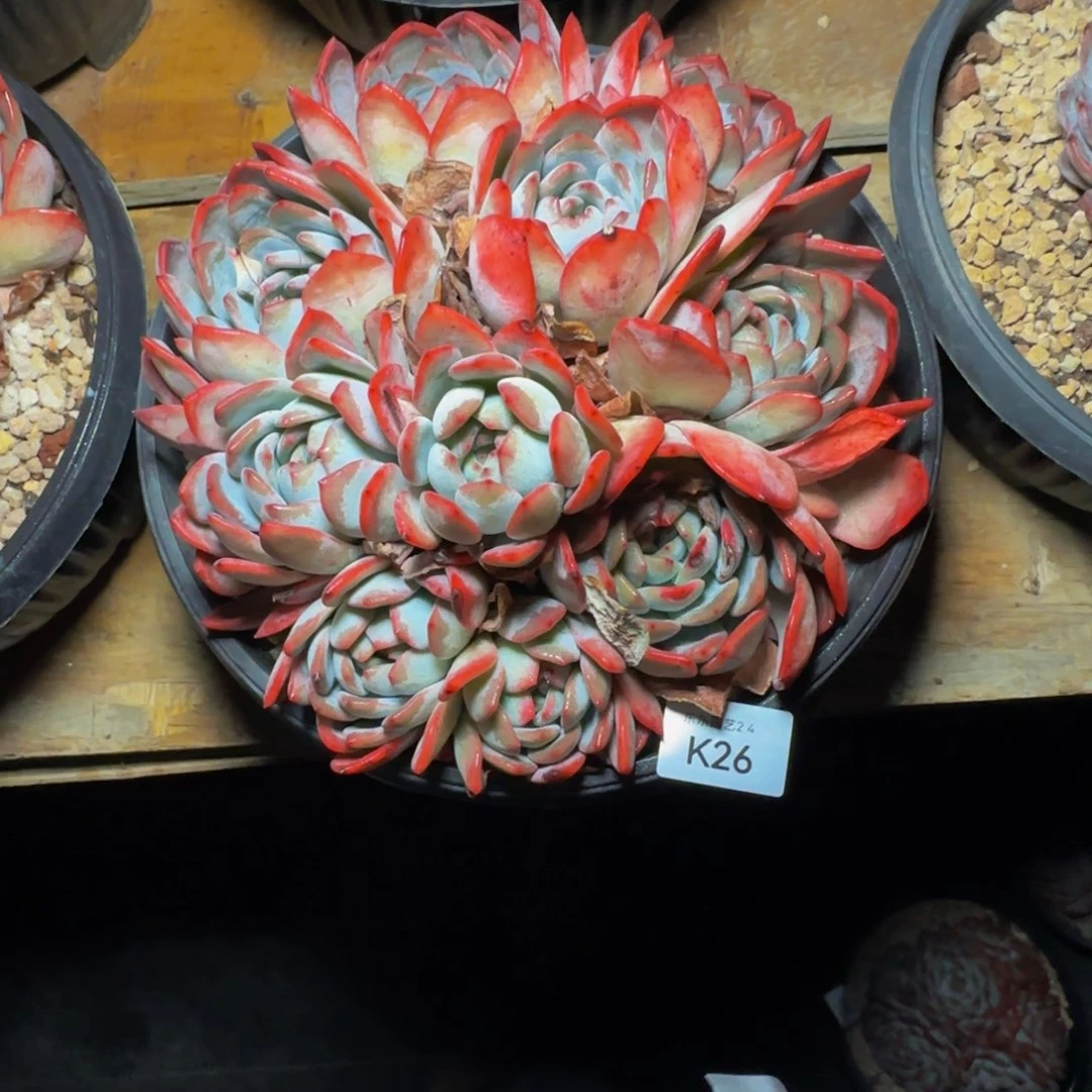 3***1k k k k k k k k k 26