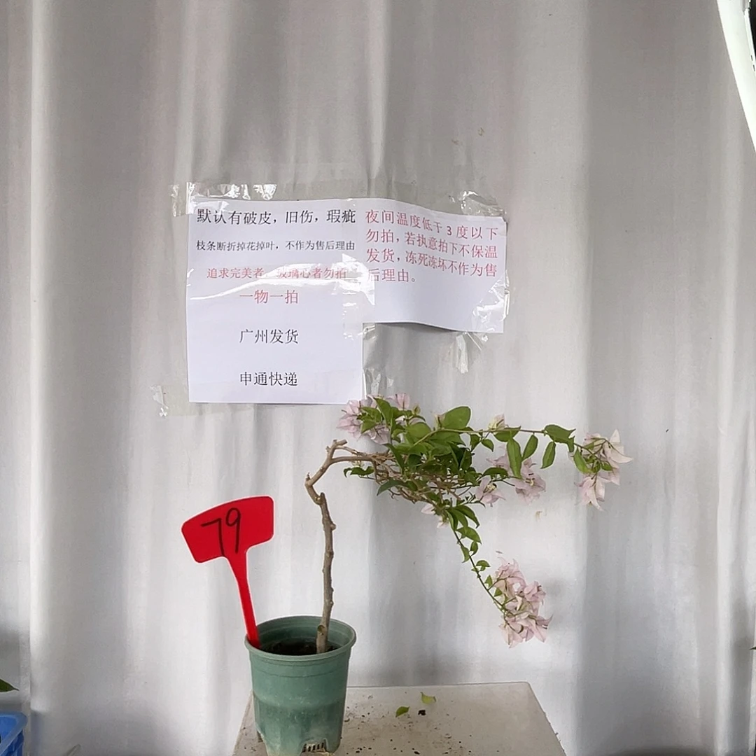 当前无花栽培后可以开花79苹果花