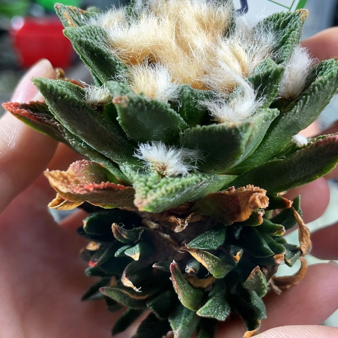 15号自根博士离婚带7娃