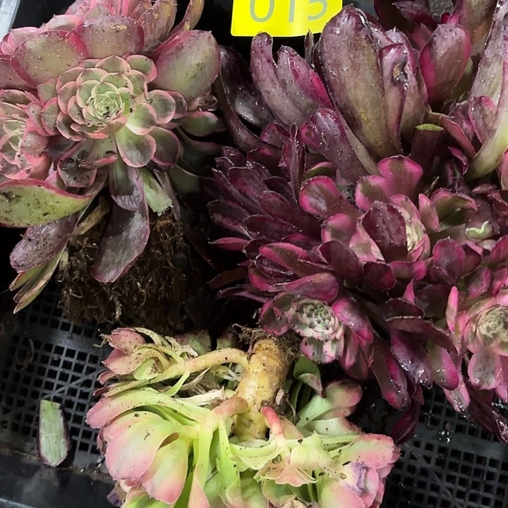 多肉植物福啊015