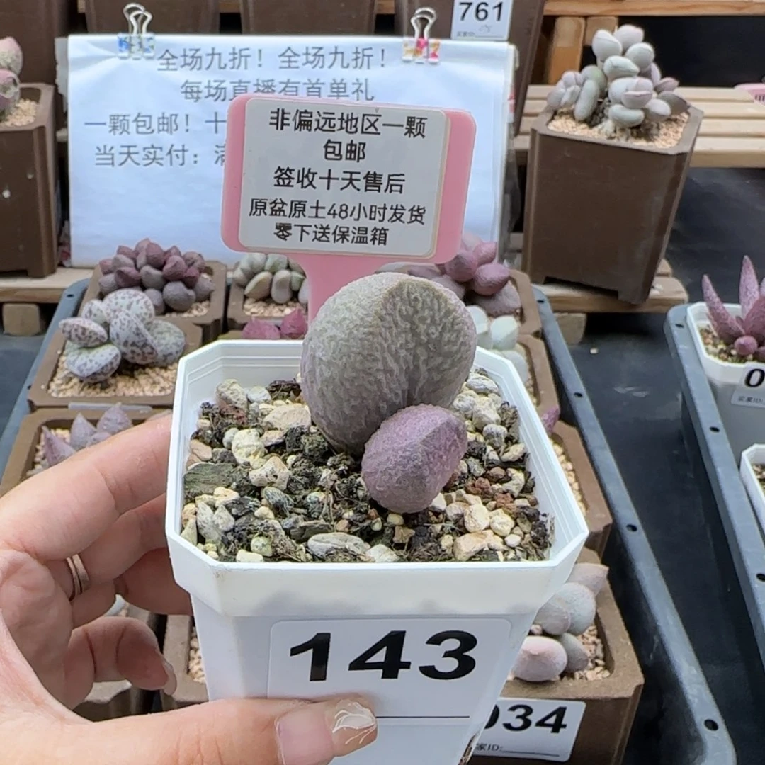 143哈莫云朵多肉植物
