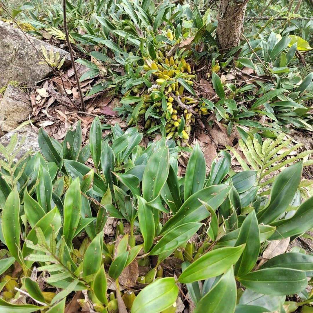 贵州野生植物大果石羊奶果橄榄新鲜农家宝宝牙膏含氟1-3岁能咽的