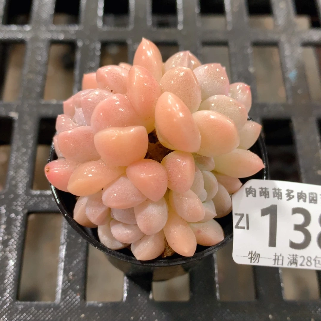 肉萌萌拇指盆精控多肉ZI138