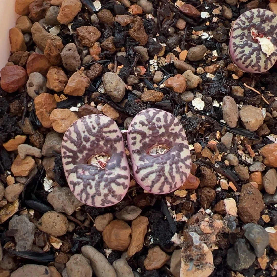 55号斑马安贞多肉植物