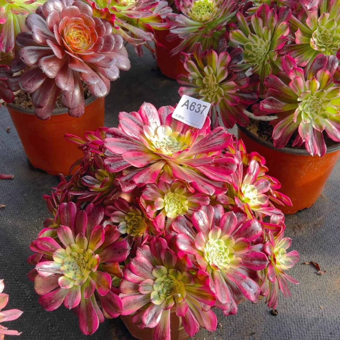 碧637美亚法师，多肉植物