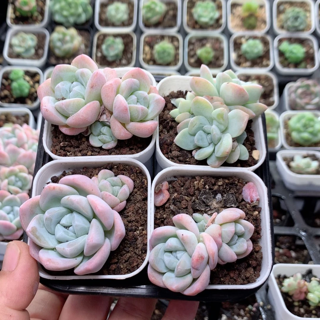 无花朵S45英语英语英语英语