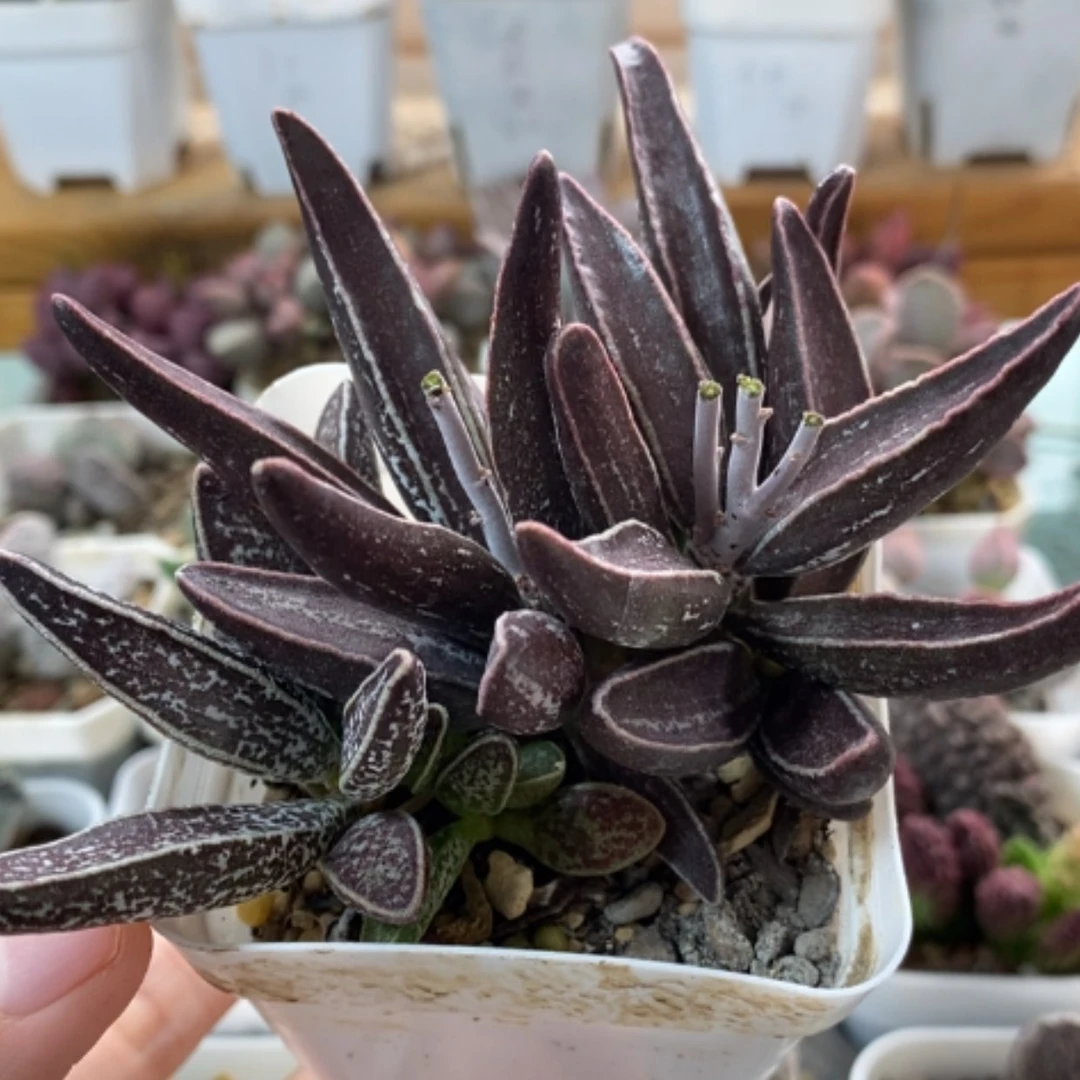 【闪购商品】无花朵黑肌楞叶