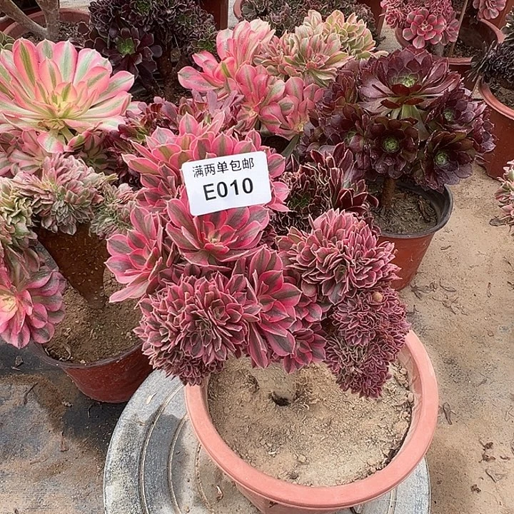 010号女巫坠化有伤