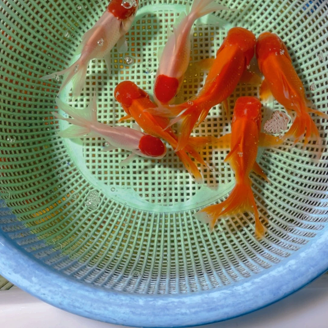 海水鱼红狮鸿运各4条，7-10