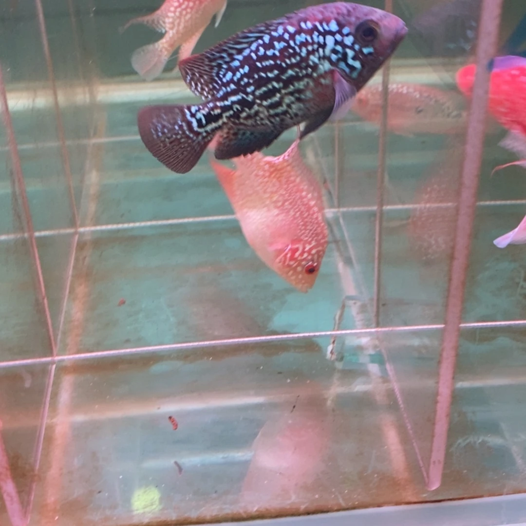 用***5罗汉鱼大发直播间专拍