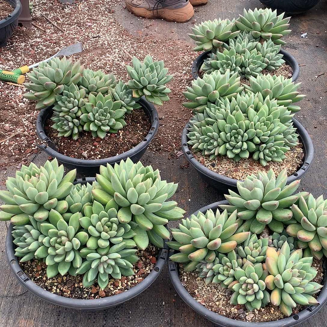 大红象牙88米  量拍多肉