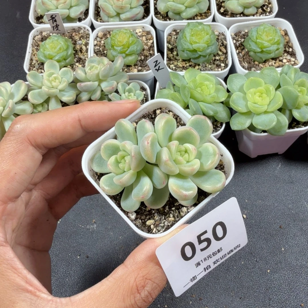 灵****甜心童话双头一物一拍050