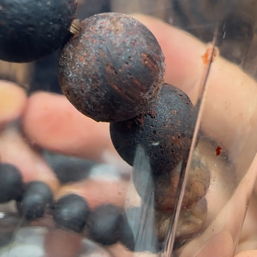 缅甸小叶降真香现场开料