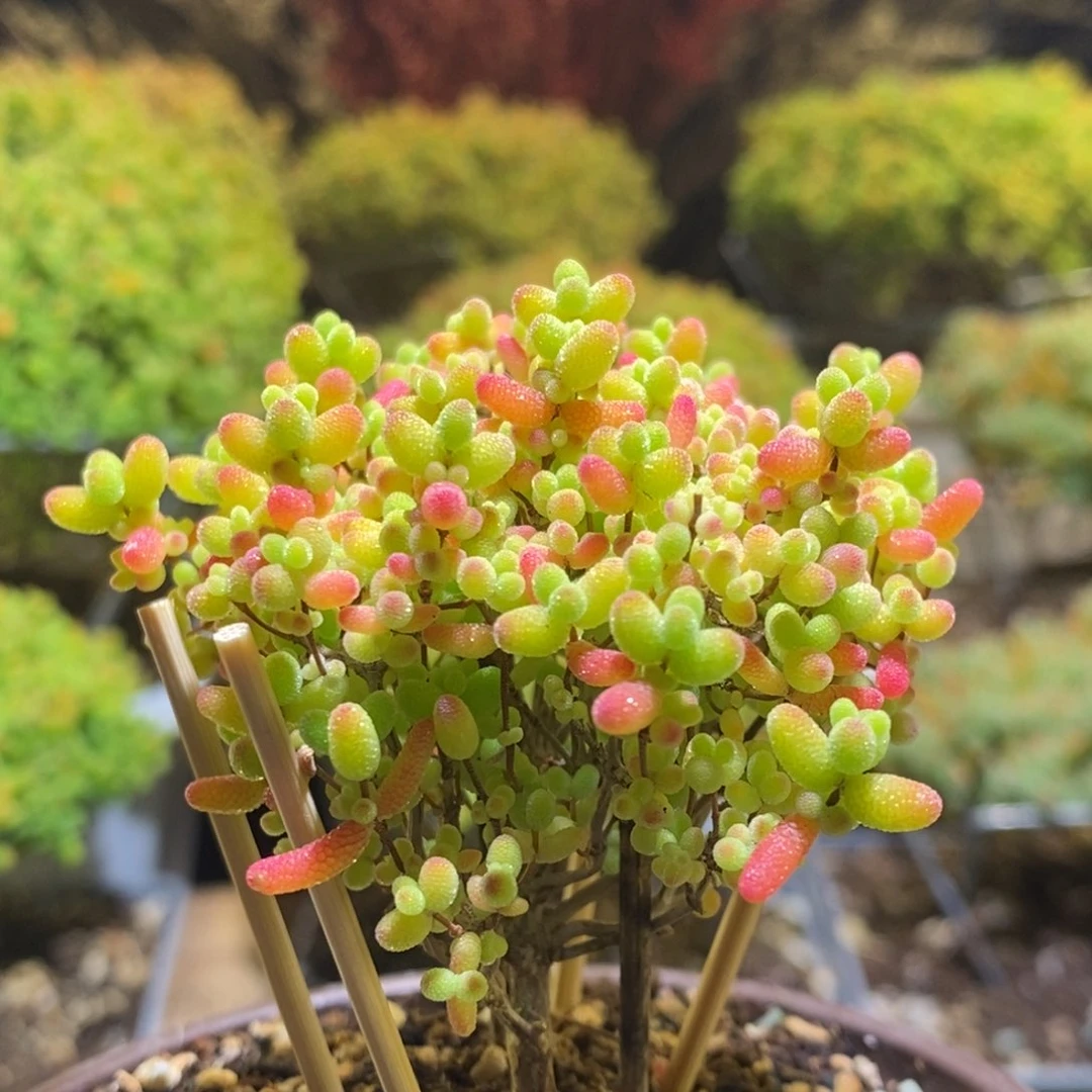 金桔枝干番杏766