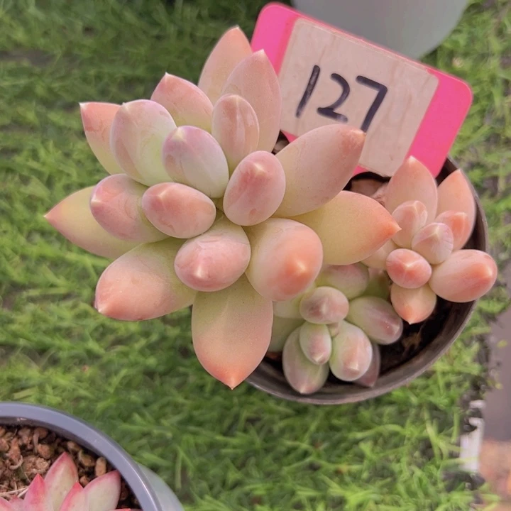 健健康康平平安安