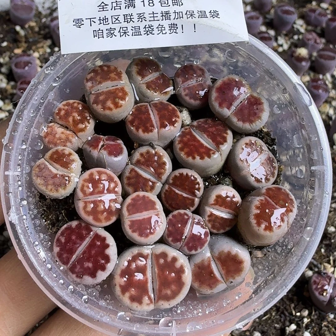 1350 哈哈哈哈哈哈哈哈哈
