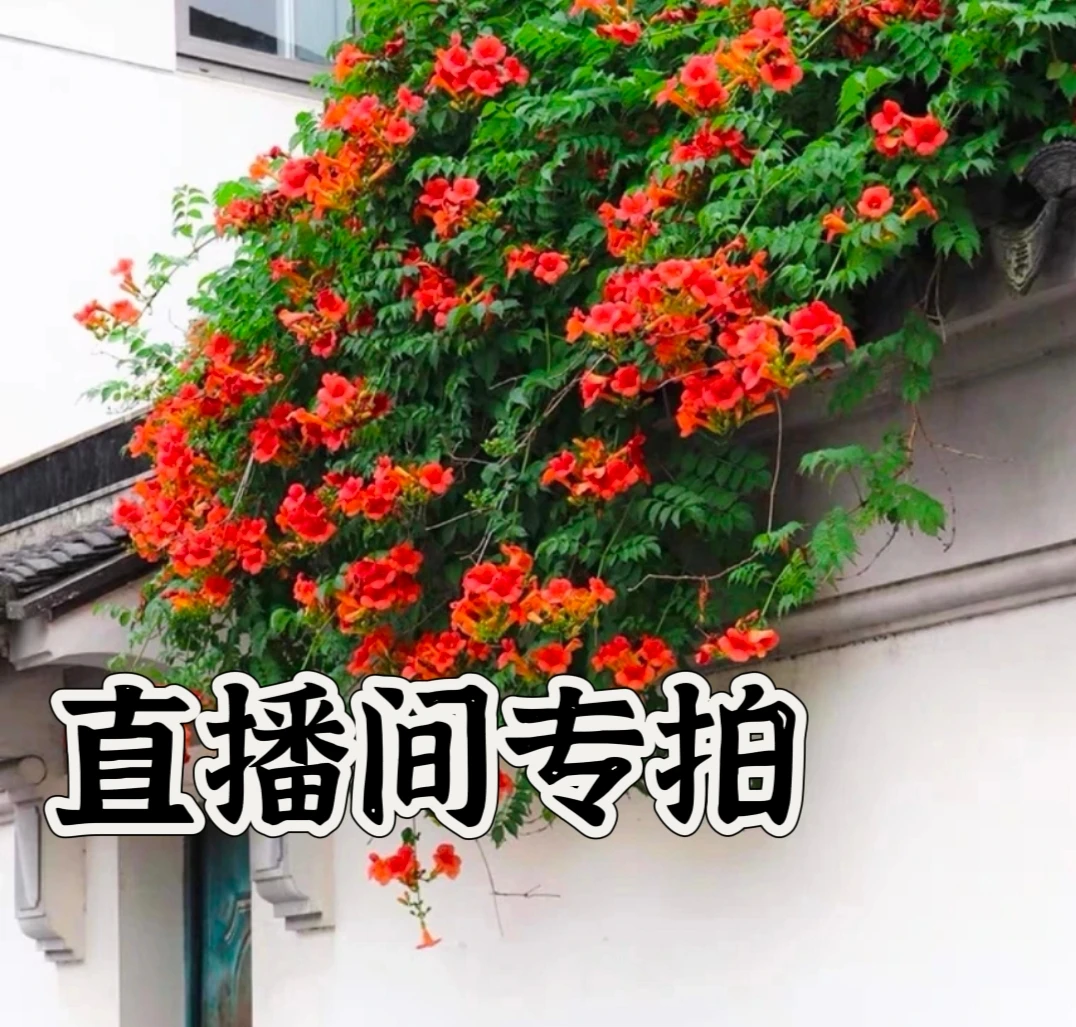 凌霄花耐寒耐热直播间一物一拍