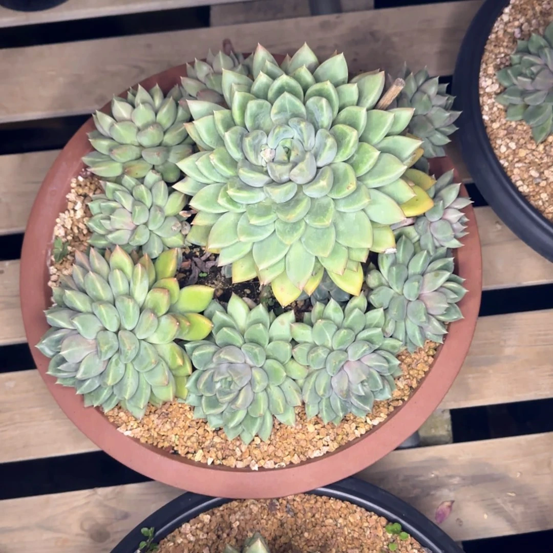 多肉植物多肉植物