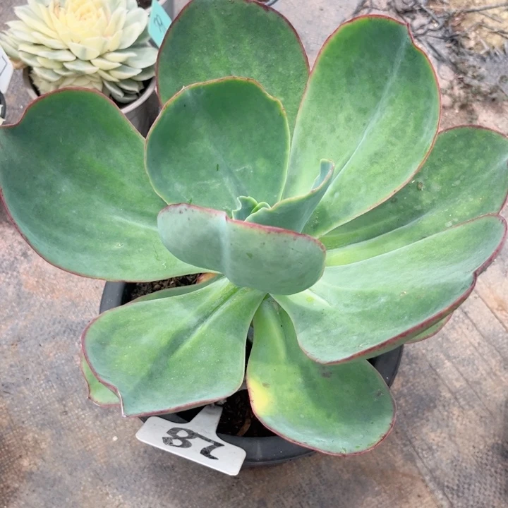 晨语多肉一物一拍28