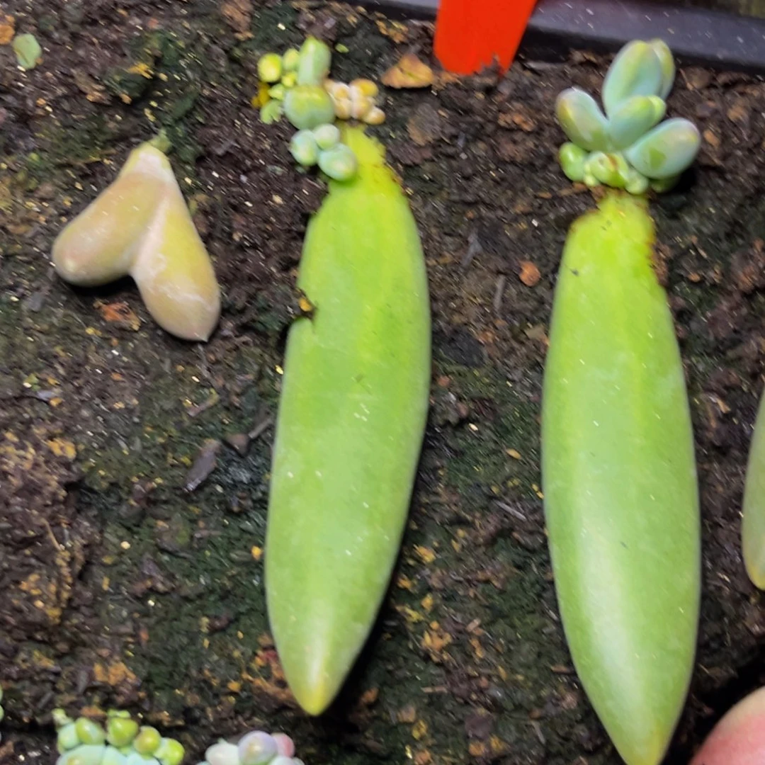 唐****晶3013下午多肉植物群生