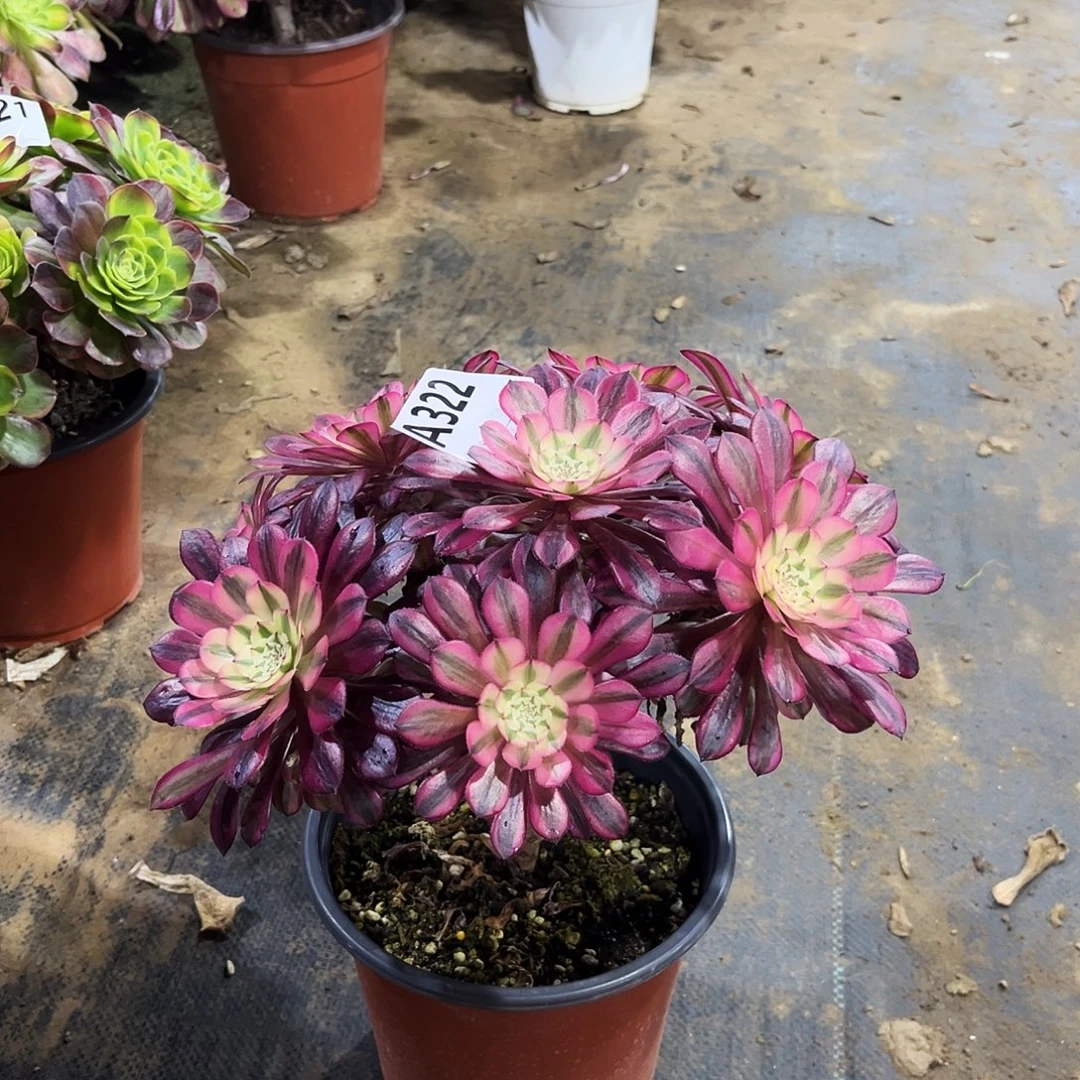 从林黑铜白322多肉